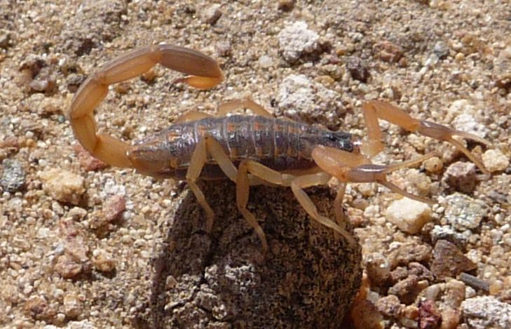 Bark scorpion